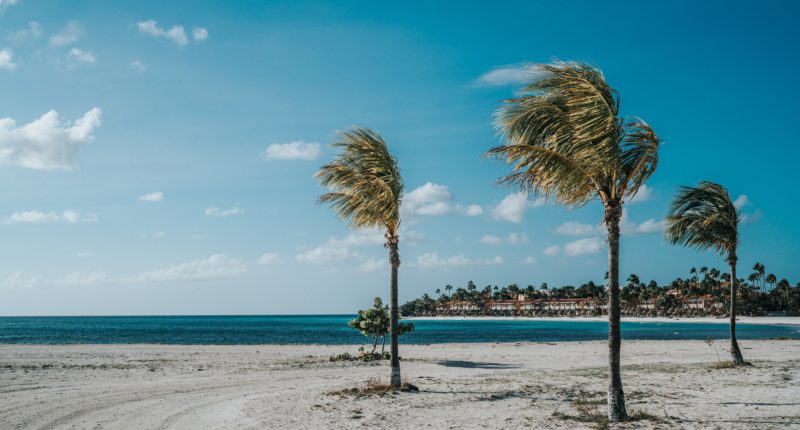 palm trees on beach shore during daytime
