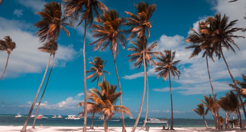 coconut palm trees by the sea during daytime